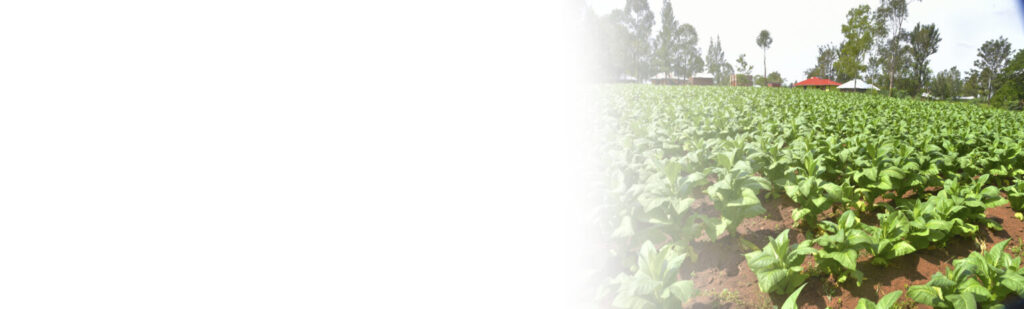 tobacco concession Louisiana Tobacco Control Initiative: Focused on Prevention