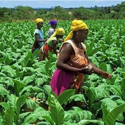 tobacco association of zambia Tobacco Agriculture
