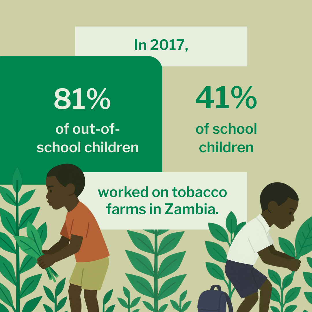 where does cigarette tobacco come from What is nicotine?